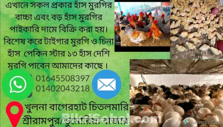 দেশি মুরগি চিনা হাঁস টাইগার মুরগি